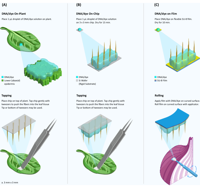 figure-results-1 DNA dye application: plant, chip, film setup; diagrams show deposition methods and tools.