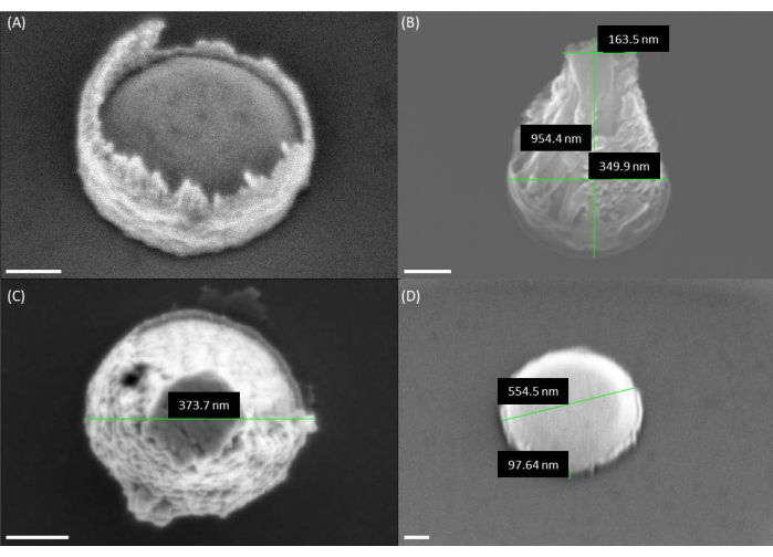 figure-results-4 Scanning electron microscope images of nanoparticles with size measurements in nanometers.