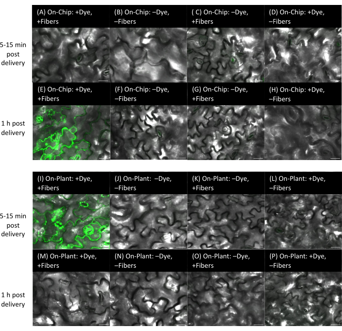 figure-results-9 Microscopy comparison of dye/fiber effects on chip vs. plant at intervals; fluorescence visualization.