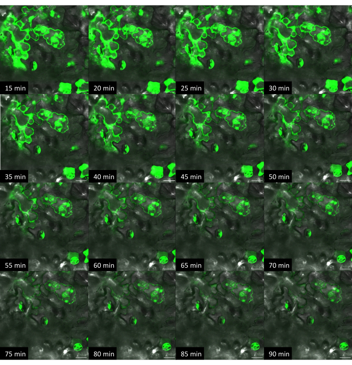 figure-results-10 Time-lapse microscopy showing cellular fluorescence distribution over 90 minutes, experimental results.