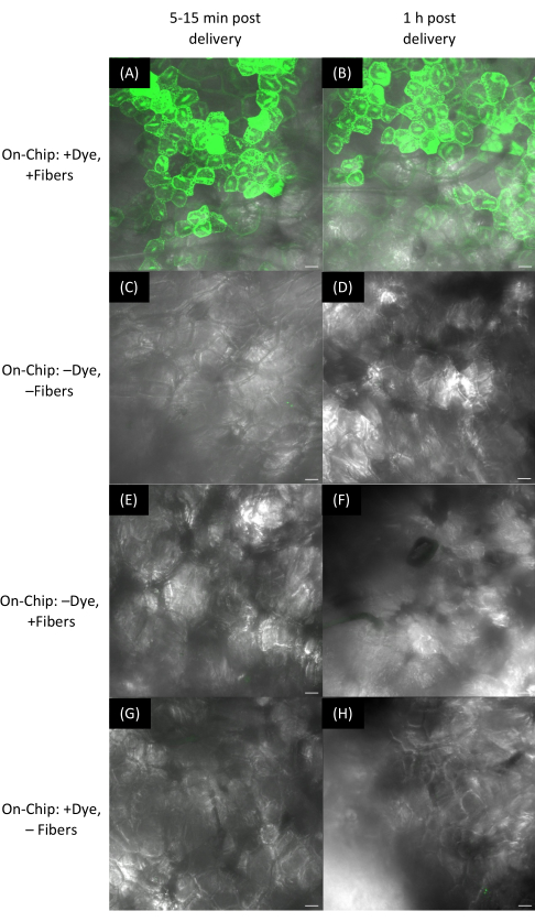 figure-results-11 Cell analysis with dye and fiber variables; microscope imaging of on-chip delivery process results.
