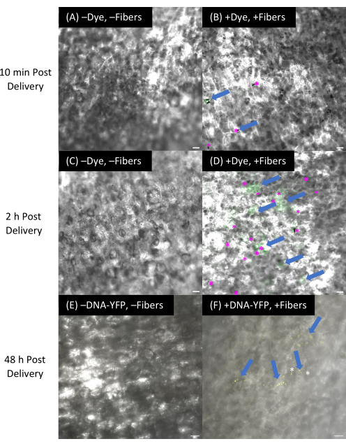 figure-results-12 Microscope image series of dye/fiber effects over time, showing cellular interaction and distribution.