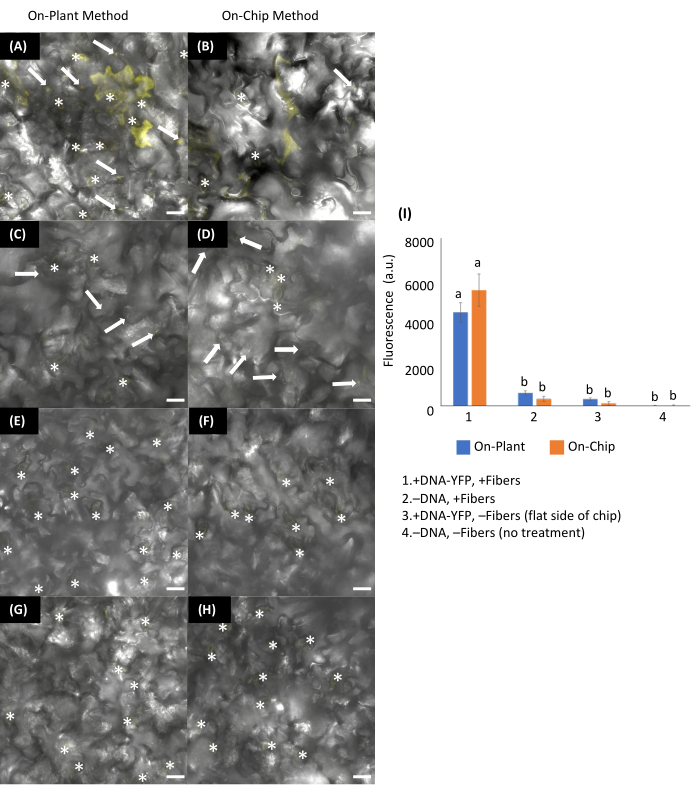 figure-results-13 On-chip vs. on-plant DNA delivery microscopy images; fluorescence bar chart comparison; DNA-YFP analysis.