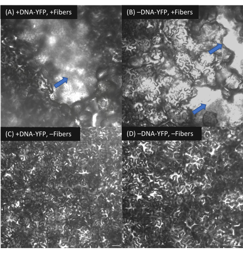 figure-results-15 Microscopy of DNA-YFP and fibers; comparative analysis, biological micrograph for fluorescence studies.