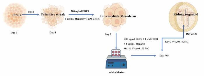 figure-results-1 iPSCs differentiation to kidney organoids diagram with FGF9, CHIR, orbital shaker process.