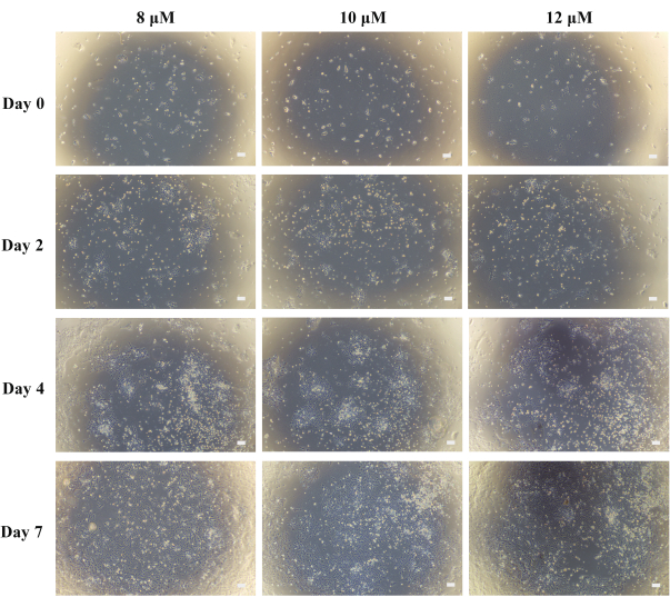 figure-results-2 Cell culture growth series; microscope images; varying concentrations, days 0 to 7; experimental data.
