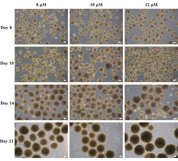 figure-results-3 Cell growth microscopy images at 8, 10, 12 μM over days 8, 10, 14, 21; study cell proliferation.