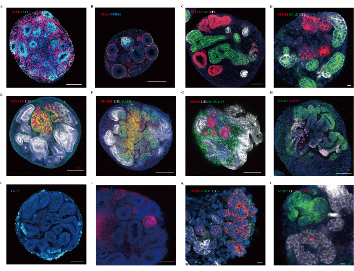 figure-results-5 Fluorescent microscopy of embryonic structures showing gene expression patterns; diagram for analysis.