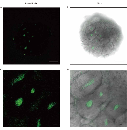 figure-results-6 Confocal microscopy showing dextran distribution in cells; green fluorescence, cellular imaging.