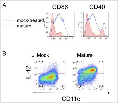 figure-protocol-2 Flow cytometry analysis: CD86/CD40 expression histograms; IL-12 vs CD11c scatter plots; cell maturation.